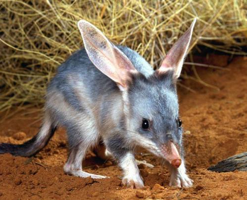 Bilby melbourne