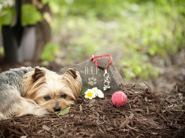 Deuil d un animal pour un senior