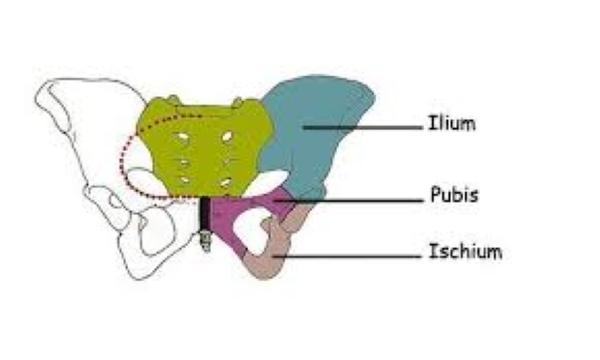 Ischions